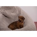 Beanbag crocheted - Small - Medium - Large - 6mm "Pear" - Sand